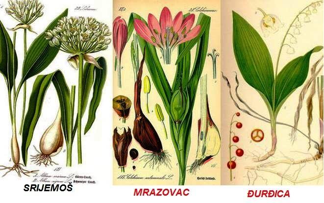 Srijemoš, Mrazovac i Đurđica - razlike