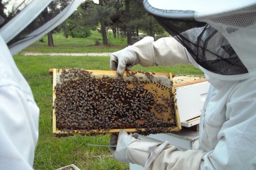 U Zenici nova edukacija za pčelare