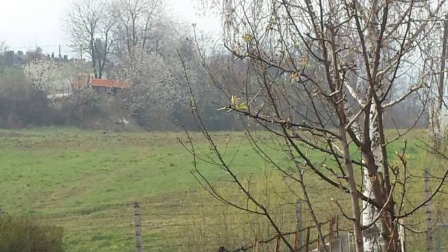 12887273_1589236451393436_1180543221_o