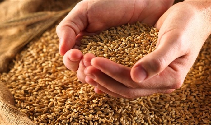 Porasla sadnja pšenice