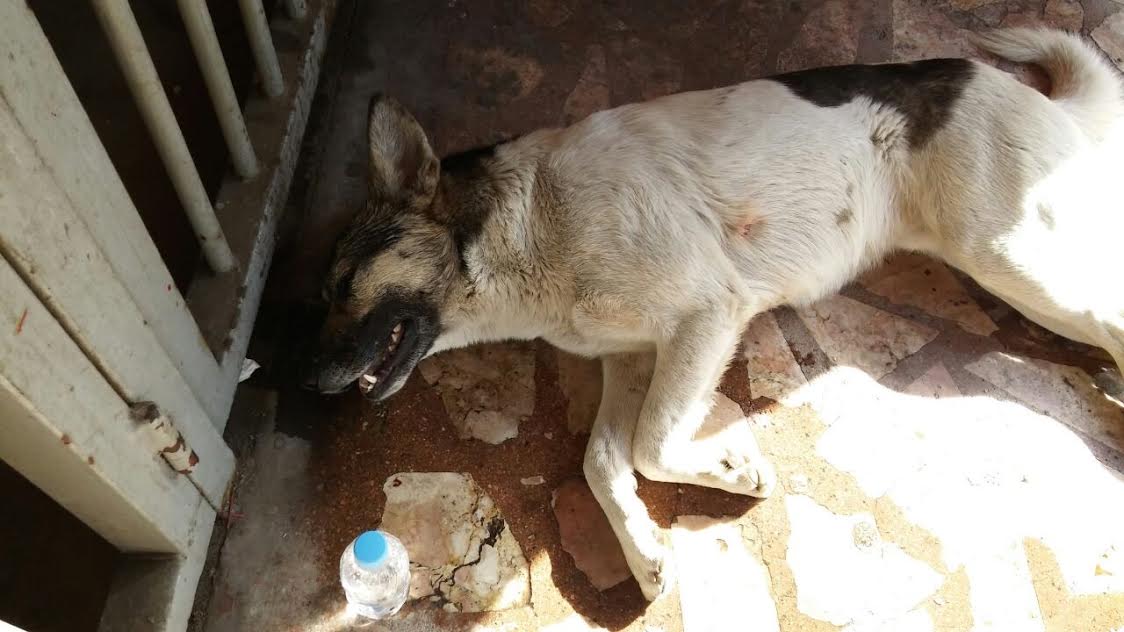 fbdcd65e-d8b7-4d2c-9ee3-454d72111f92