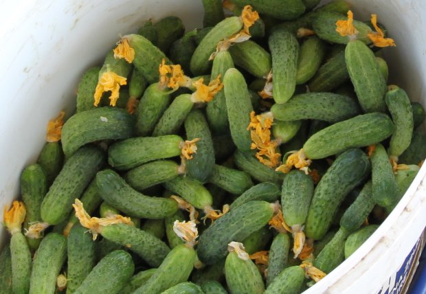 Zenički poljoprivrednici kreću u proizvodnju krastavaca 'kornišona'