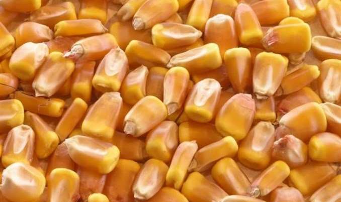 BiH bi brzo mogla postati gigant u proizvodnji zdrave stočne hrane