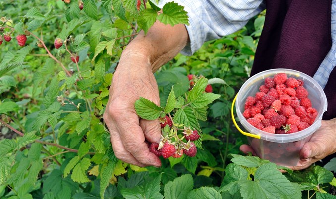 BiH će biti lider u izvozu malina