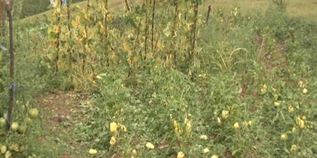 Štete na poljoprivrednim zasadima