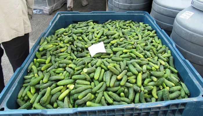 BiH godišnje uvozi oko 2.500 tona kornišona i krastavaca