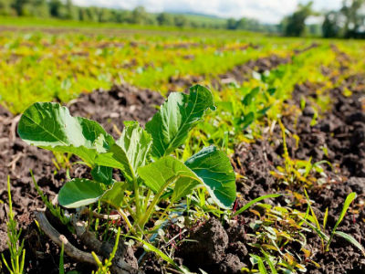 BiH pristupa međunarodnoj konvenciji za zaštitu novih biljnih sorti