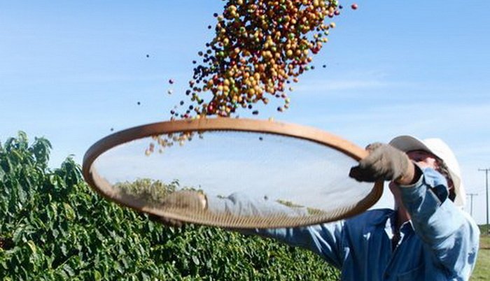Klimatske promjene prepolovit će plantaže kafe u svijetu