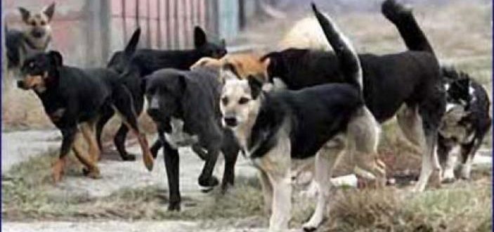 Molimo nadležne institucije da ispitaju sve osobe povezane sa nezakonitim premještanjem pasa