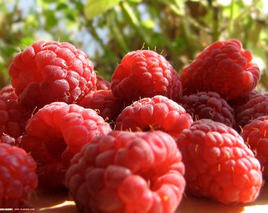 Smanjena potražnja malina iz BiH