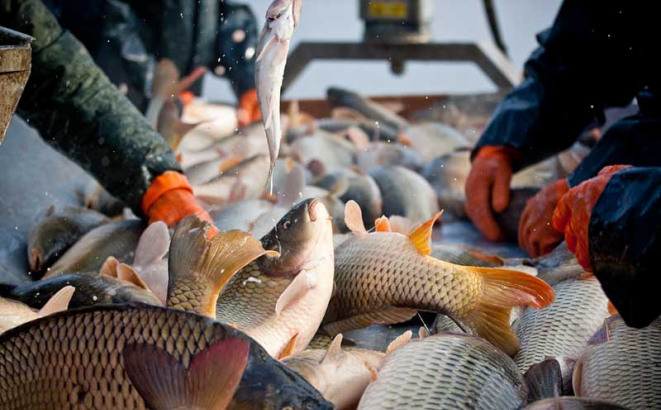 Od februara veće kvote za bescarinski izvoz