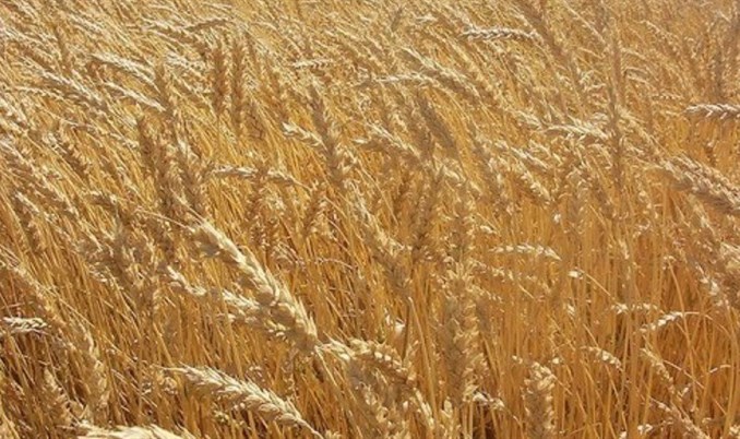 Povećana proizvodnja pšenice i kukuruza u BiH