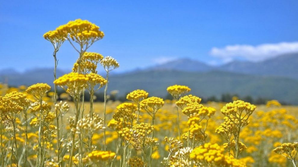 BiH smještena u samom vrhu zemalja po izvozu eteričnog ulja