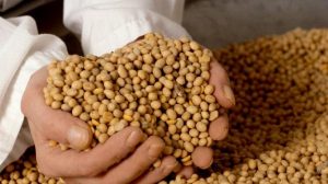 Hranu s GM sojom u BiH proizvodi čak 31 poduzeće, saznajte koja