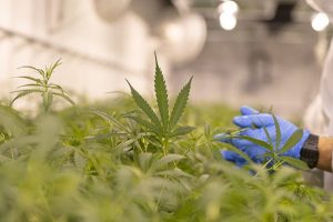 Legalizacija kanabisa u medicinske svrhe